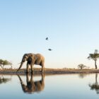 How to add a business to Golo